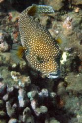 Spotted Puffer, canon 350d, Maui. by Aaron Longshore 